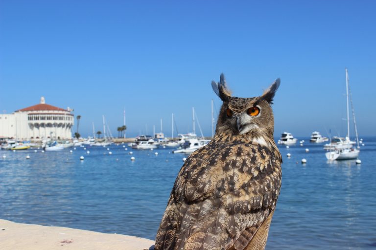 A unique weekend is coming up on Catalina Island