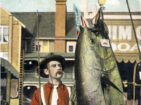 Cat CIM-Tuna Catch Postcard