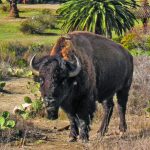 CAT-bison1