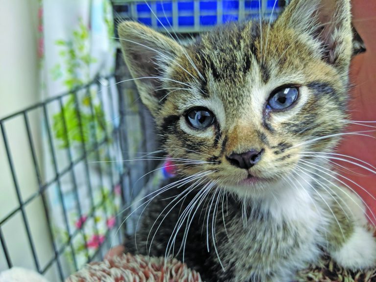 Islanders rescue kitten from hillside