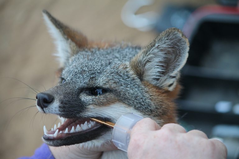 Fox monitoring season underway on Catalina