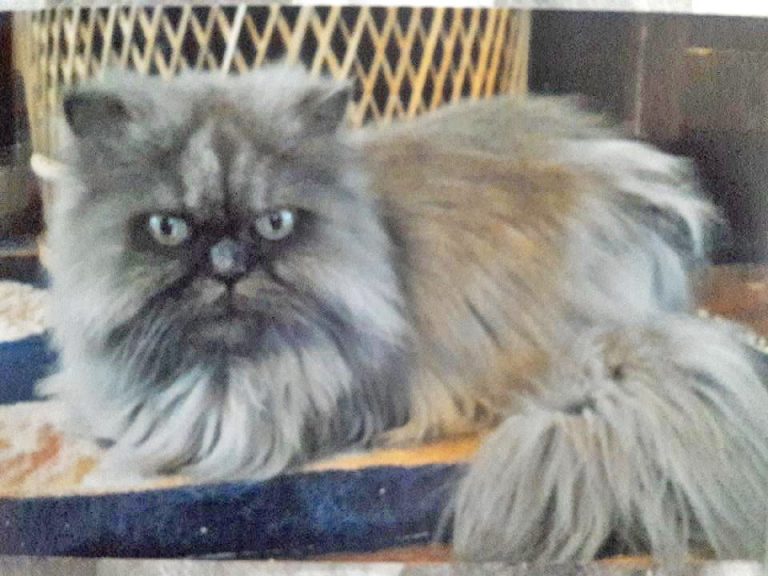 Humane Society’s oldest resident passes away