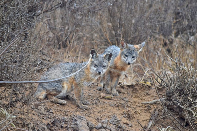 Catalina Island Conservancy launches online naturalist training