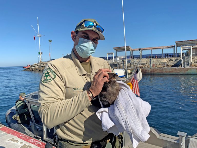 Bird Rescued