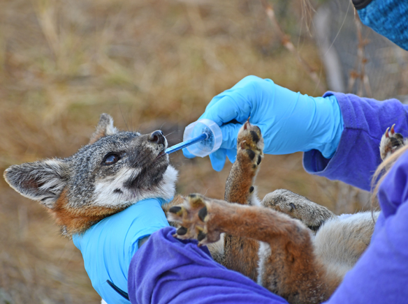 Fox Monitoring Vital On Catalina Island The Catalina Islander   JBO 3596 