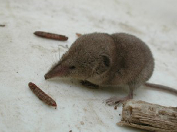 Spotted Shrew 