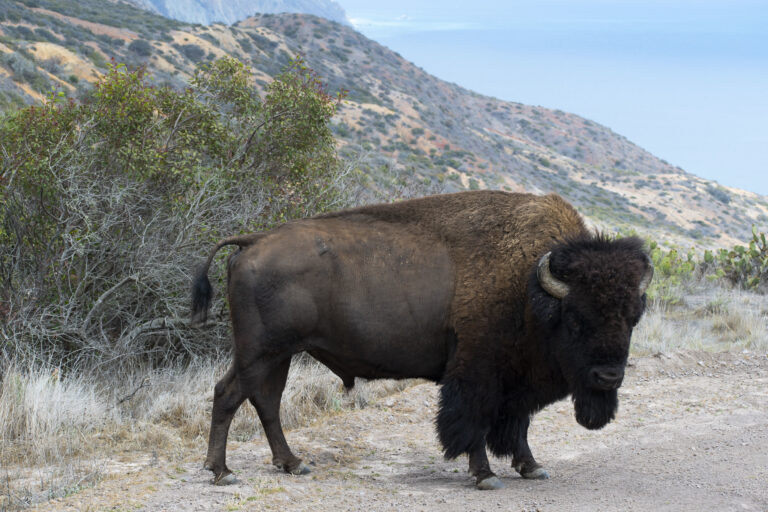Bison drowns in fight with other bison in Little Harbor