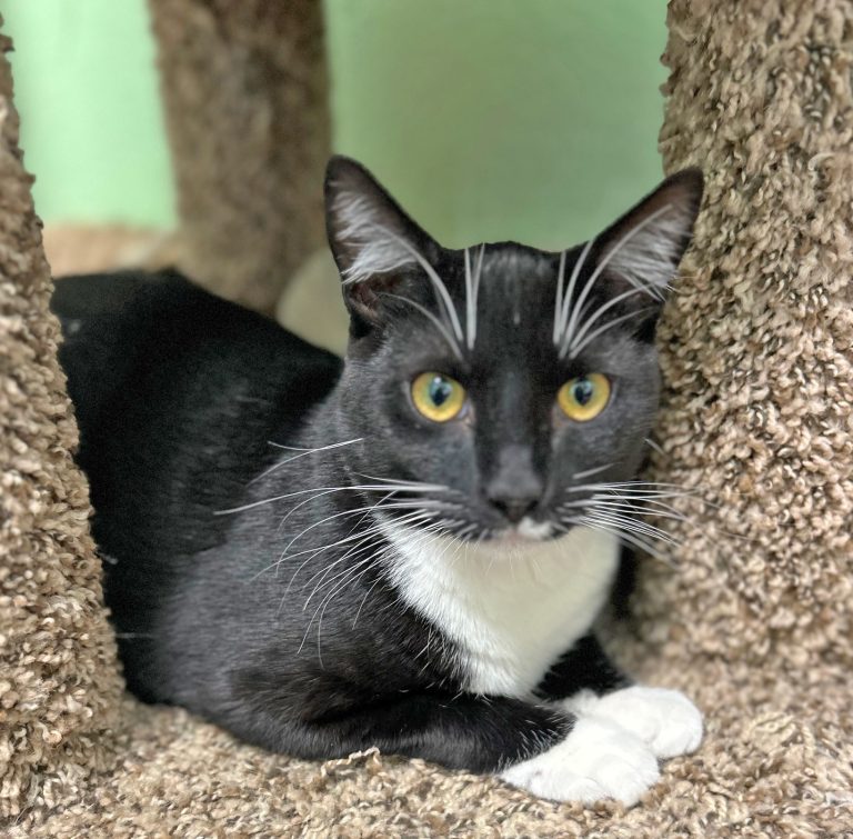 Pet of the Week: Elvis