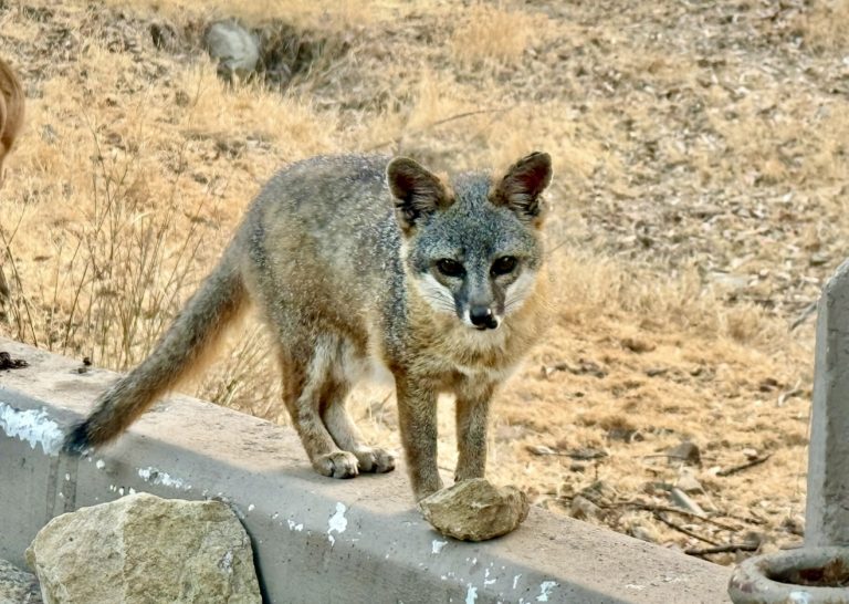 Celebration of island fox, wildfire resilience