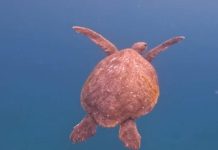 Loggerhead sea turtles seen in Catalina waters