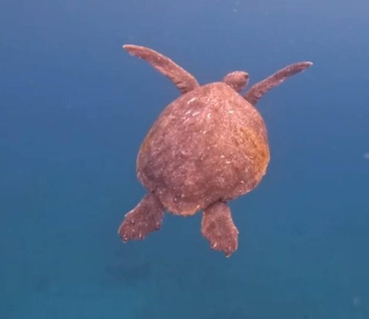 Loggerhead sea turtles seen in Catalina waters