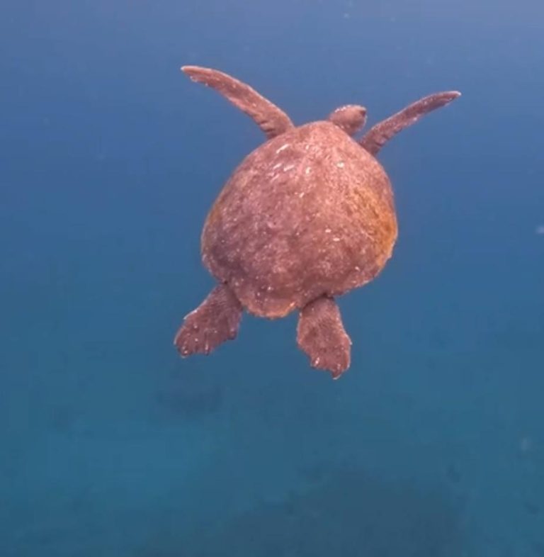 Loggerhead sea turtles seen in Catalina waters