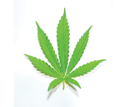 Council discusses recreational cannabis again