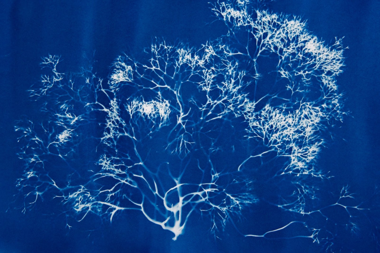 Blue Forest: An Immersive Installation