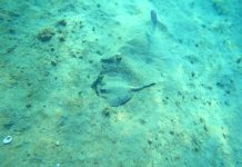 Rays are fun to see, but you want to avoid them