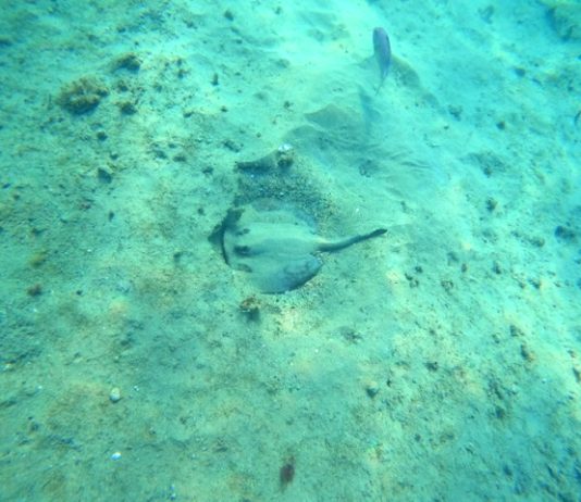 Rays are fun to see, but you want to avoid them