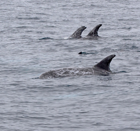 Enjoy a drink, a little whale, bird discussion