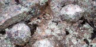 Indigenous leaders support Catalina deer removal