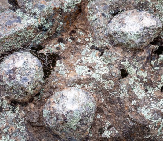 Indigenous leaders support Catalina deer removal