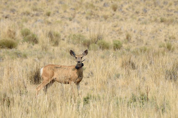 Mule deer doe with a tracking collar Antelope Island Utah