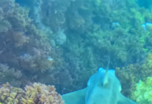 Horn shark season is back in Catalina waters