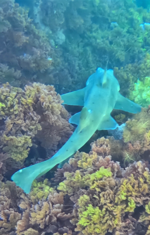 Horn shark season is back in Catalina waters