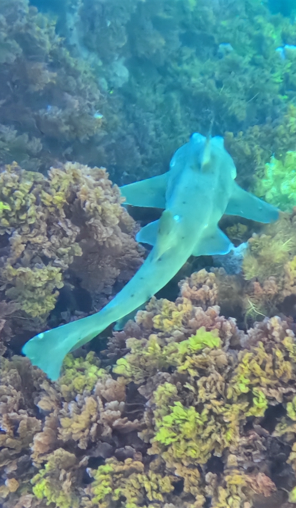 Horn shark season is back in Catalina waters