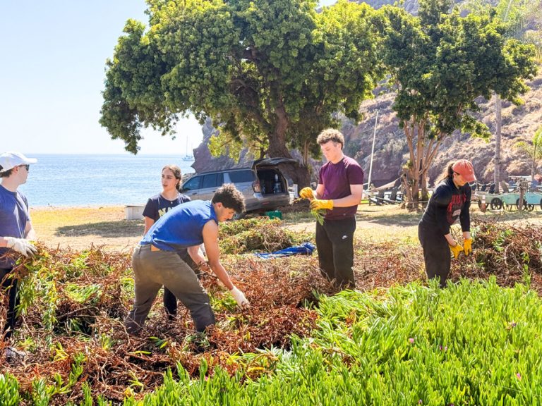 Volunteers dig into meaningful work on Catalina