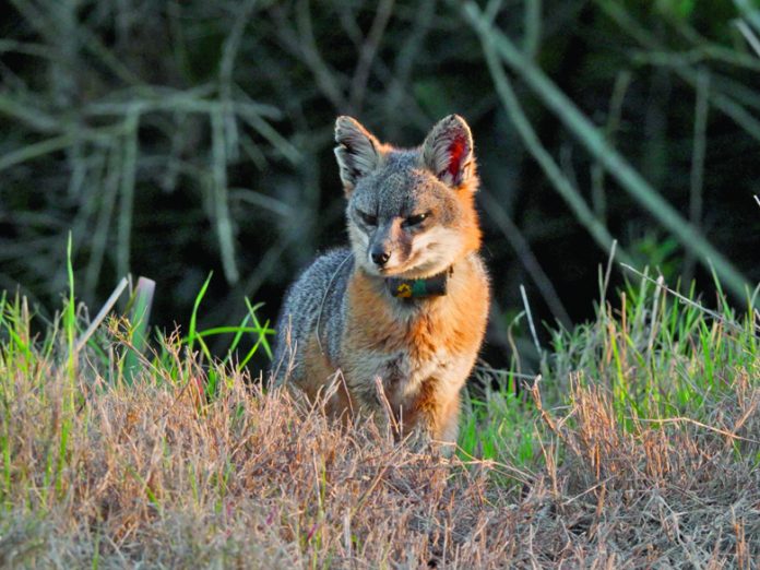 FoxConservancy